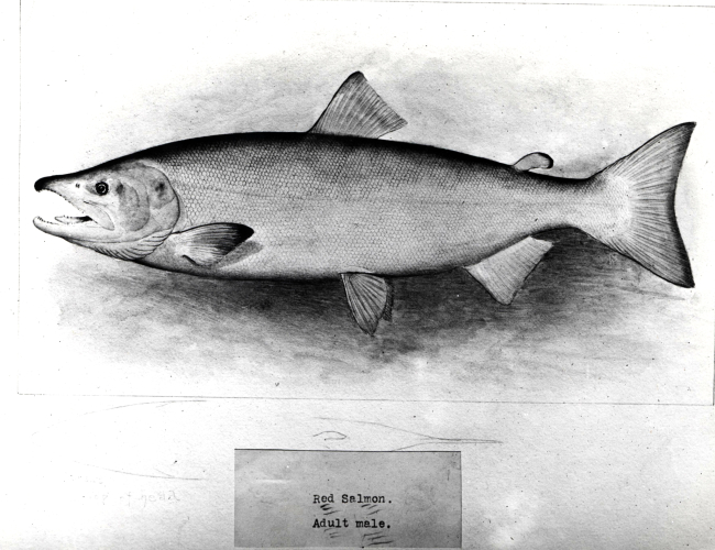 Red salmon, or sockeye, adult male (Onchorhynchus nerka)