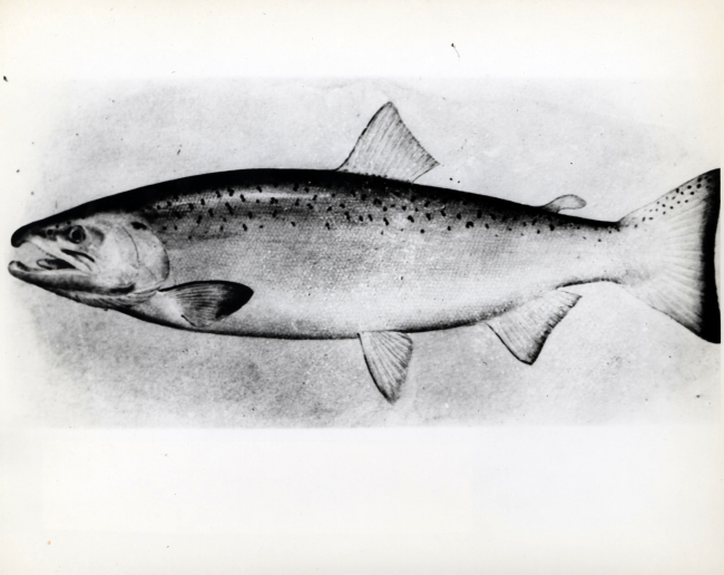 Adult male silver or coho salmon (Onchorhynchus kisutch)
