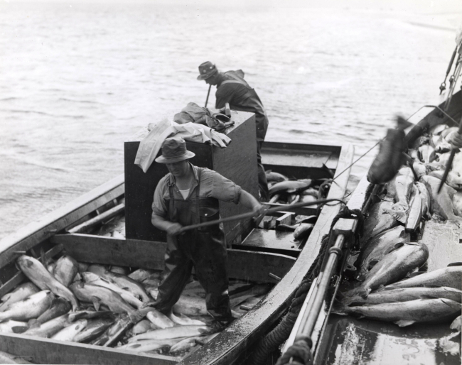 Salmon being transferred from small boat to large boat on which they are icedand hauled to cannery
