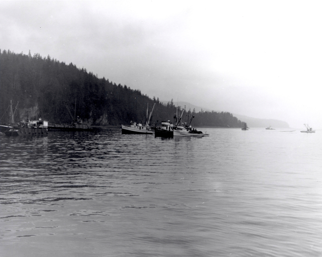 Buying scows and boats, cannery tenders, and salmon seiners