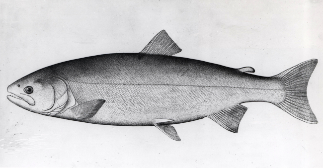 Silver salmon (Onchorhynchus kisutch) from original drawing by S