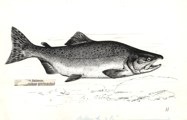 Pink salmon (Onchorhynchus gorbuscha) drawn by G