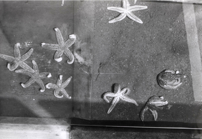 Partiallly disintegrated starfish in an experiment where a chemical affectingthem was tested