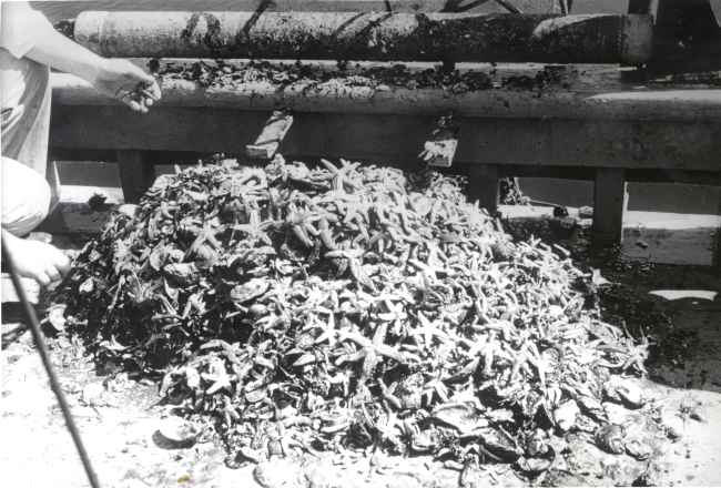 Dredge haul of a starfish infestation affecting an oyster reef