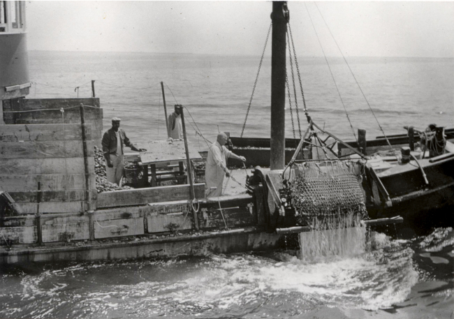Oyster dredge, which is sometimes used to catch starfish, being hoisted from thewater