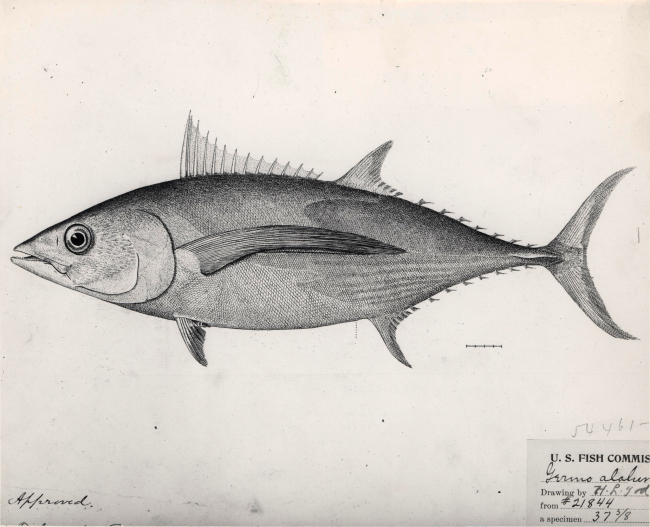Drawing of albacore tuna (Germo alalunga)