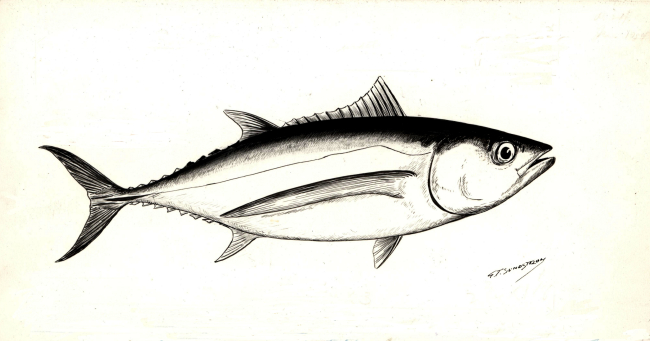 Art - Drawing of albacore (Thunnus germo)