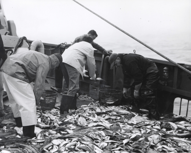 Sorting catch following successful trawl on the ALBATROSS IV
