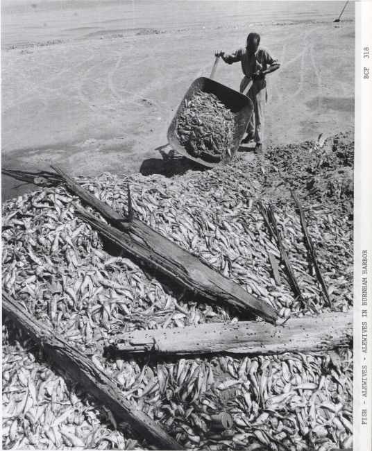 Cleaning dead alewife off Chicago shoreline following great die-off of June,1967