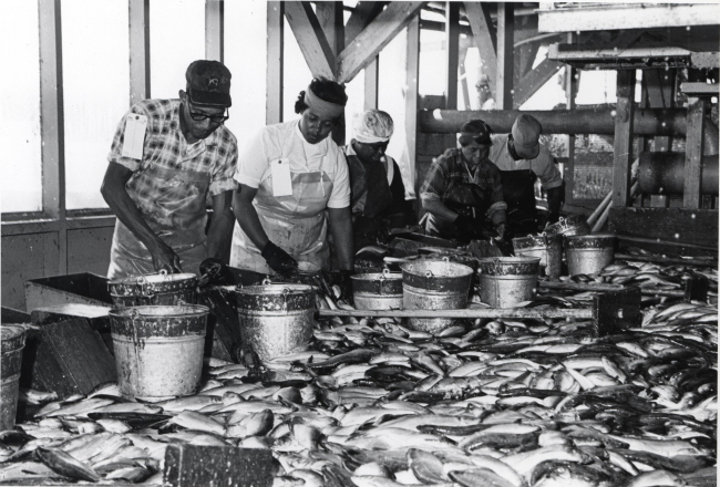 Alewife canning - Dressing alewives by removing head and offal, which are sentto reduction plant