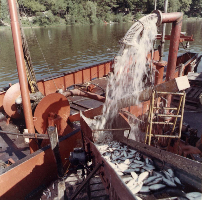 Alewife fishing - Pumping alewives from hold of commercial trawler