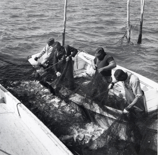 Alewife fishing - Crew in skiff pulling pocket of pound net to compact fish