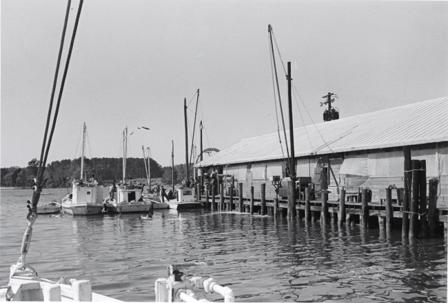 Alewife fishing - Boats ready to unload alewife catch at Haynie Cannery