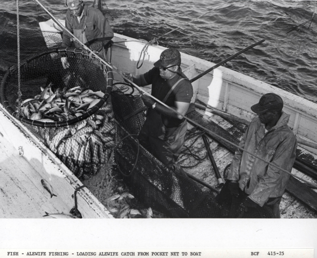 Alewife fishing - Loading alewife catch from pocket net onto F/V MUNDY POINT