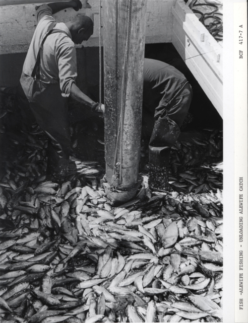 Alewife fishing - Unloading alewife catch from hold of F/V MUNDY POINT