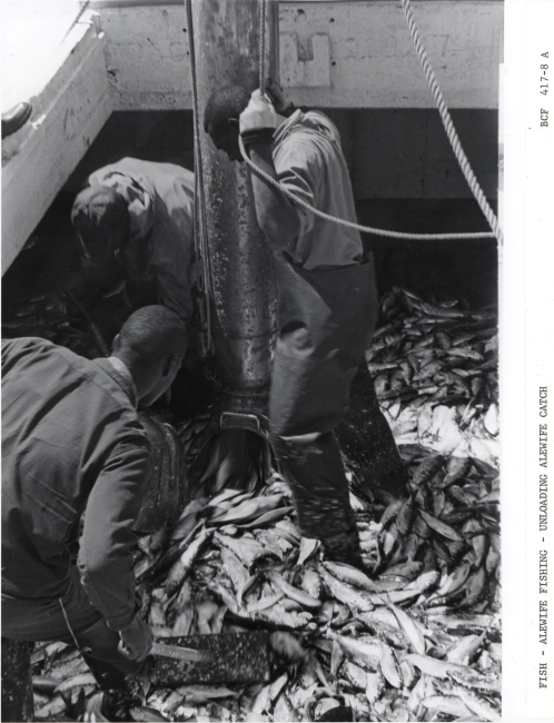 Alewife fishing - Unloading alewife catch from hold of F/V MUNDY POINT