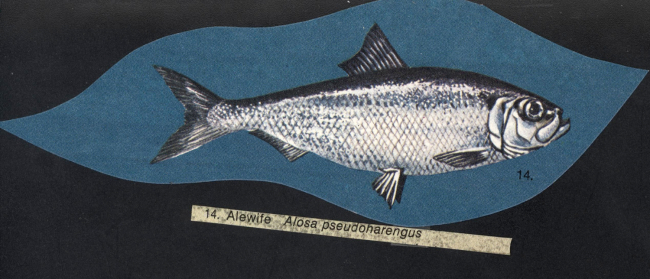 Alewife - Alosa pseudoharengus