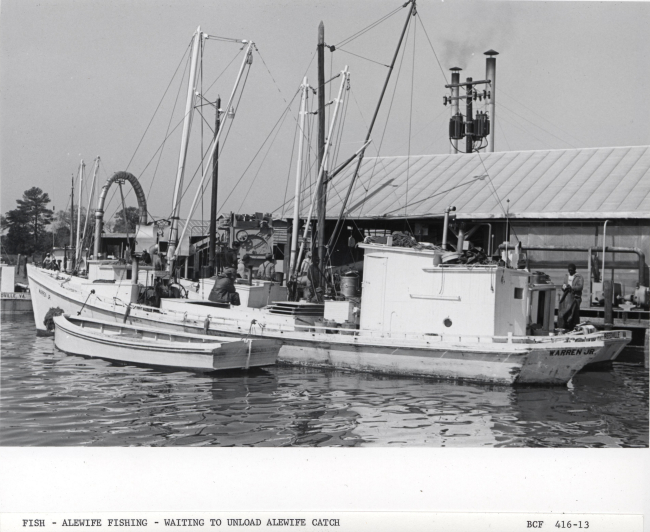 Alewife fishing - Fishing vessels waiting to unload alewife catch at HaynieCannery