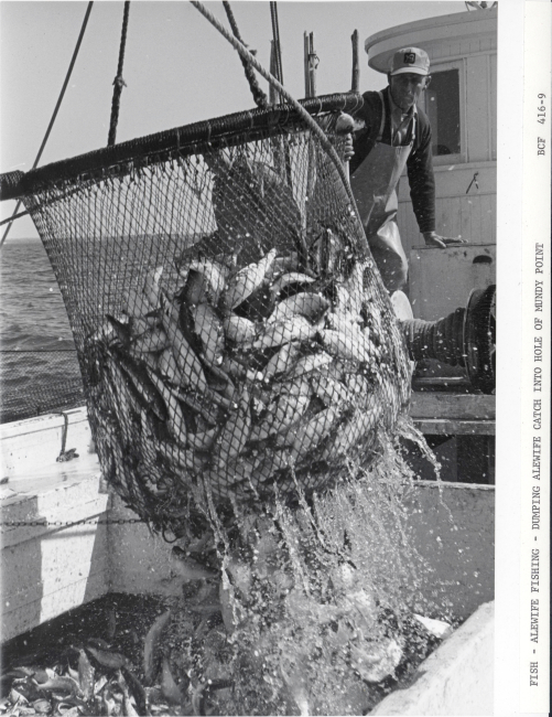 Dumping alewife catch into hold of F/V MUNDY POINT
