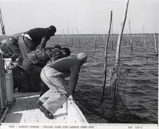 Alewife fishing - Pulling alongside alewife pound net on F/V MUNDY POINT