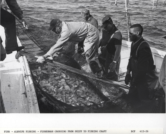 Alewife fishing - Fisherman crossing from skiff onto F/V MUNDY POINT afterclosing pound net