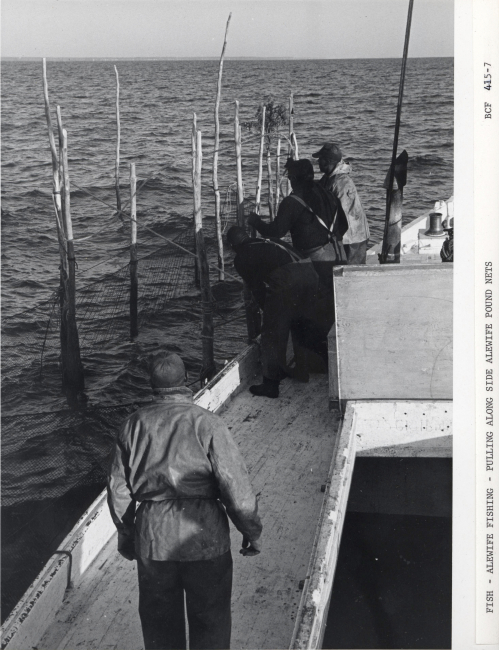 Alewife fishing - Pulling alongside alewife pound net on F/V MUNDY POINT