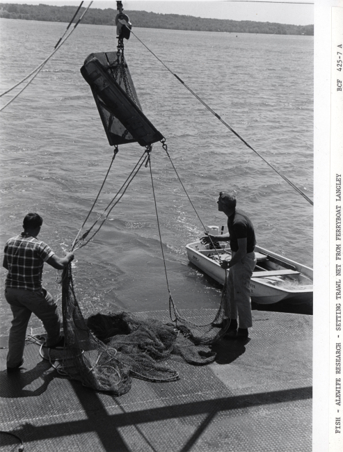 Alewife research - Setting trawl net from Virginia Institute of Marine Scienceferry boat LANGLEY