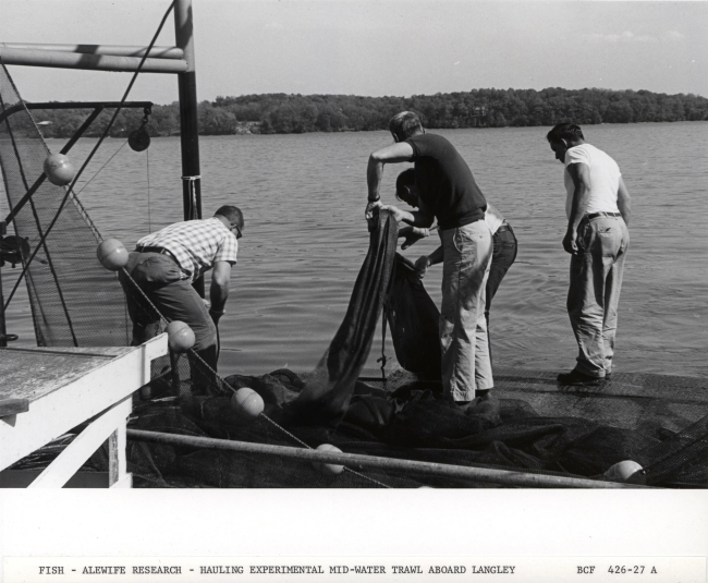 Alewife research - Hauling experimental mid-water trawl net aboard VirginiaInstitute of Marine Science ferry boat LANGLEY