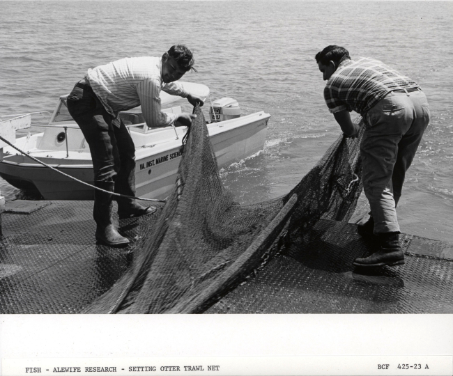 Alewife research - Setting otter trawl net from Virginia Institute of MarineScience ferry boat LANGLEY