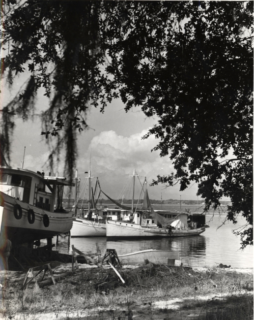 Shrimp boats at Back Bay Harbor, Biloxi