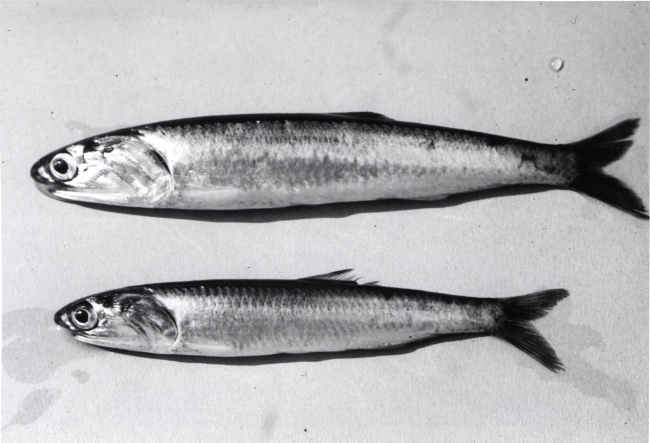 Northern anchovy (Engraulis mordax) - Pacific Ocean
