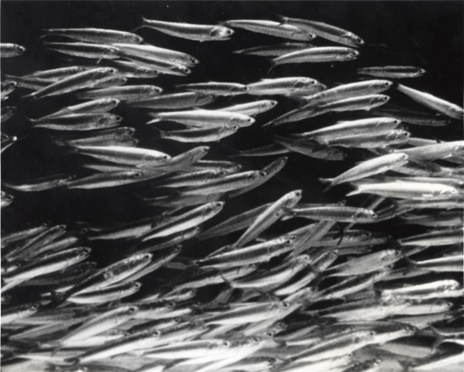 A school of Northern Anchovy, a commercial fishery
