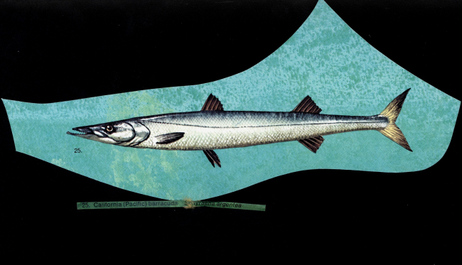 Artist's rendition of a California (Pacific)  barracuda (Sphyraena argentea)