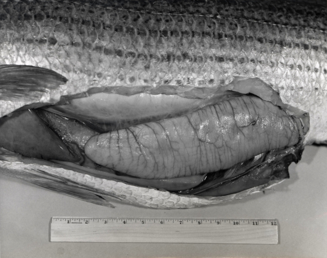 A large striped bass ovary used in study of fecundity