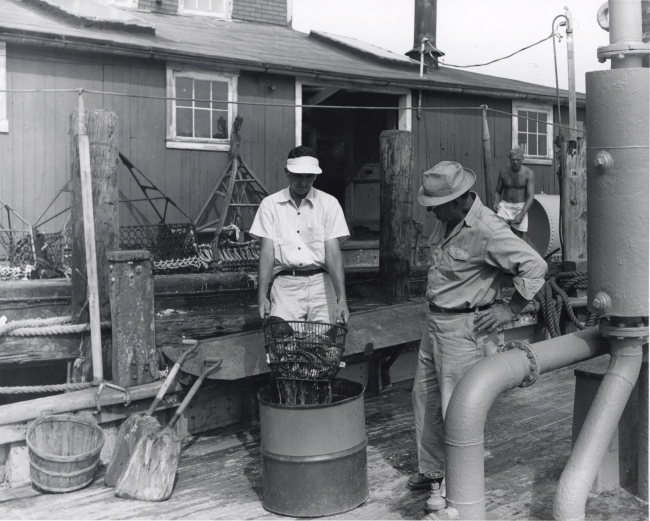 Clyde Mackenzie, fisheries biologist, and shellfish industry workers experimentwith a chemical treatment to remove competitive plant and animal growth fromoysters during a transplanting operation