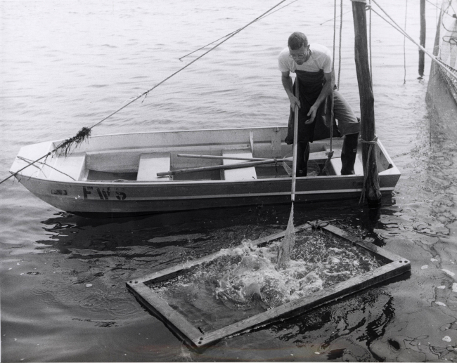 Collecting fish from a fish trap for laboratory studies