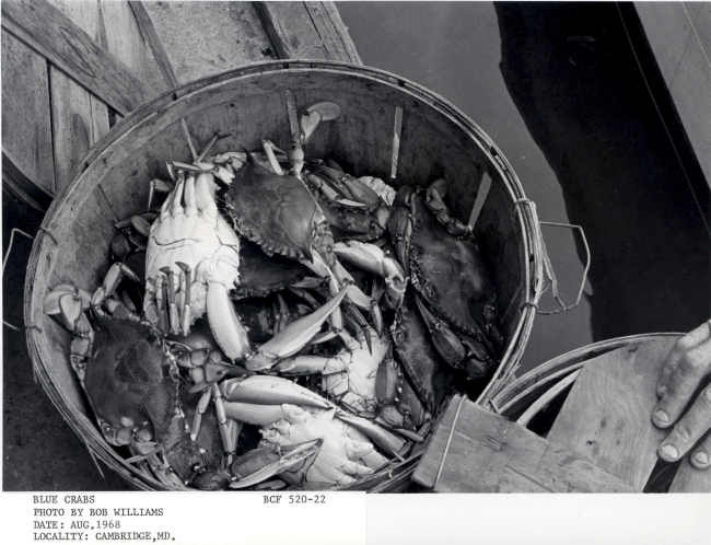 A basketful of blue crabs