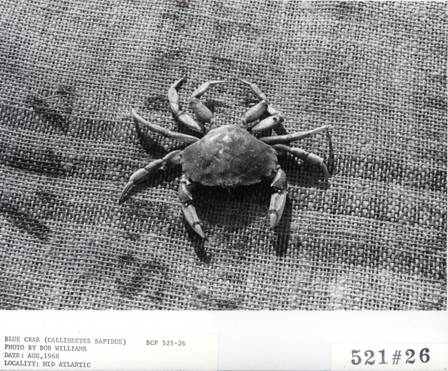 Blue crab (Callinectes sapidus)