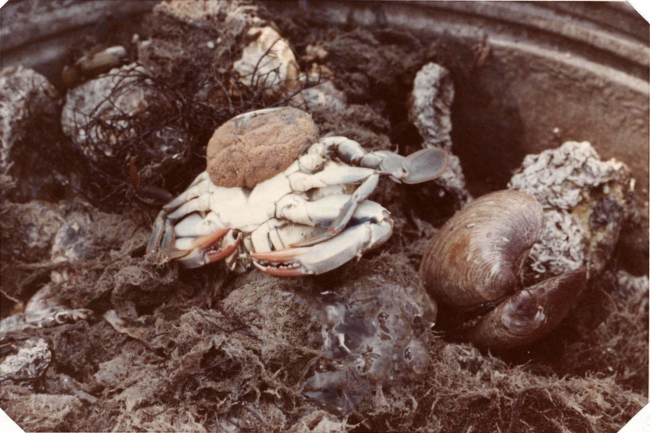 Blue crab (Callinectes sapidus) with sponge and a soft clam