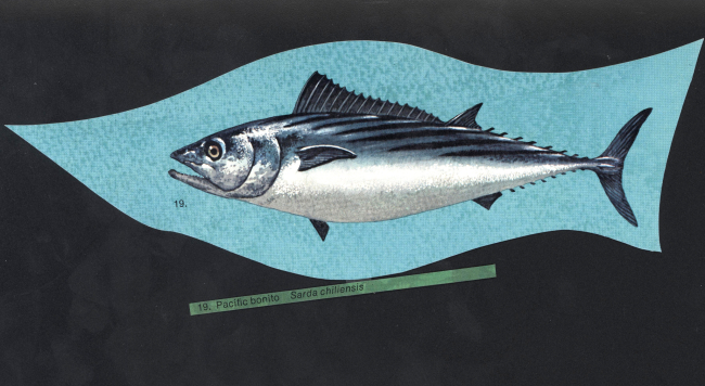 Fish art - Pacific bonito (Sarda chiliensis)