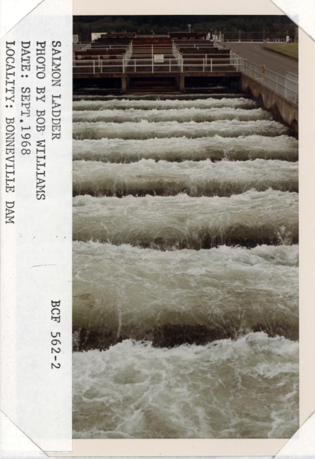 Salmon ladder at Bonneville Dam