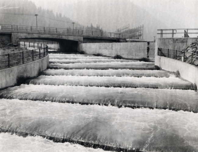 Fish ladder enable salmon to return upstream to reach their spawning ground