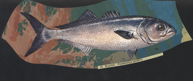 Fish art - bluefish (Pomatomus saltatrix)