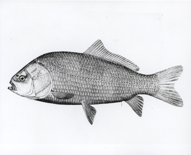 Smallmouth buffalofish (Ictiobus bubalus)