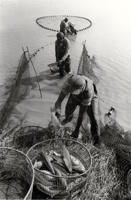 Harvesting catfish from a pond on the C