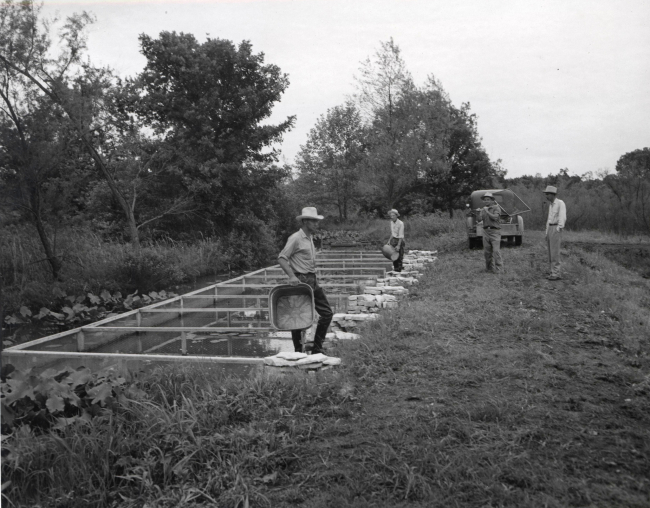 Channel catfish brood pens - each pen contains a pair of adult catfish and onenesting jar such as man in rear is holding