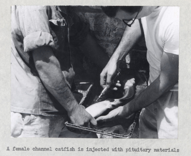 A female channel catfish being injected with pituitary materials
