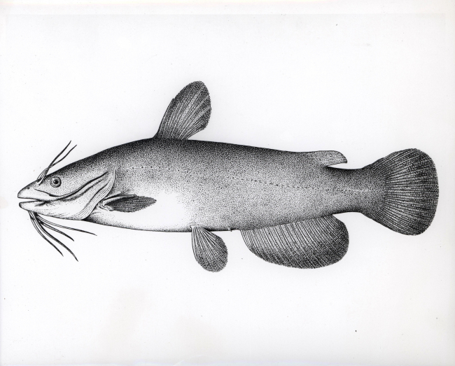 Artwork - Brown bullhead catfish (Ameiurus nebulosus)