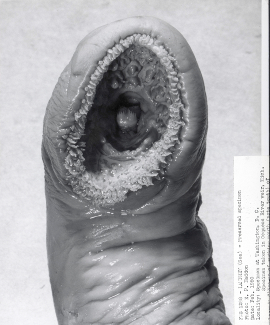 Closeup of sucking mouth of lamprey