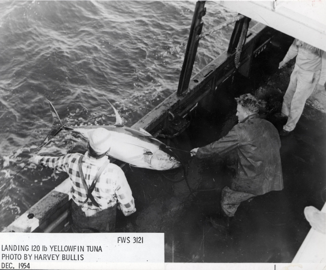 Landing a 120 pound yellowfin tuna on the FWS vessel OREGON
